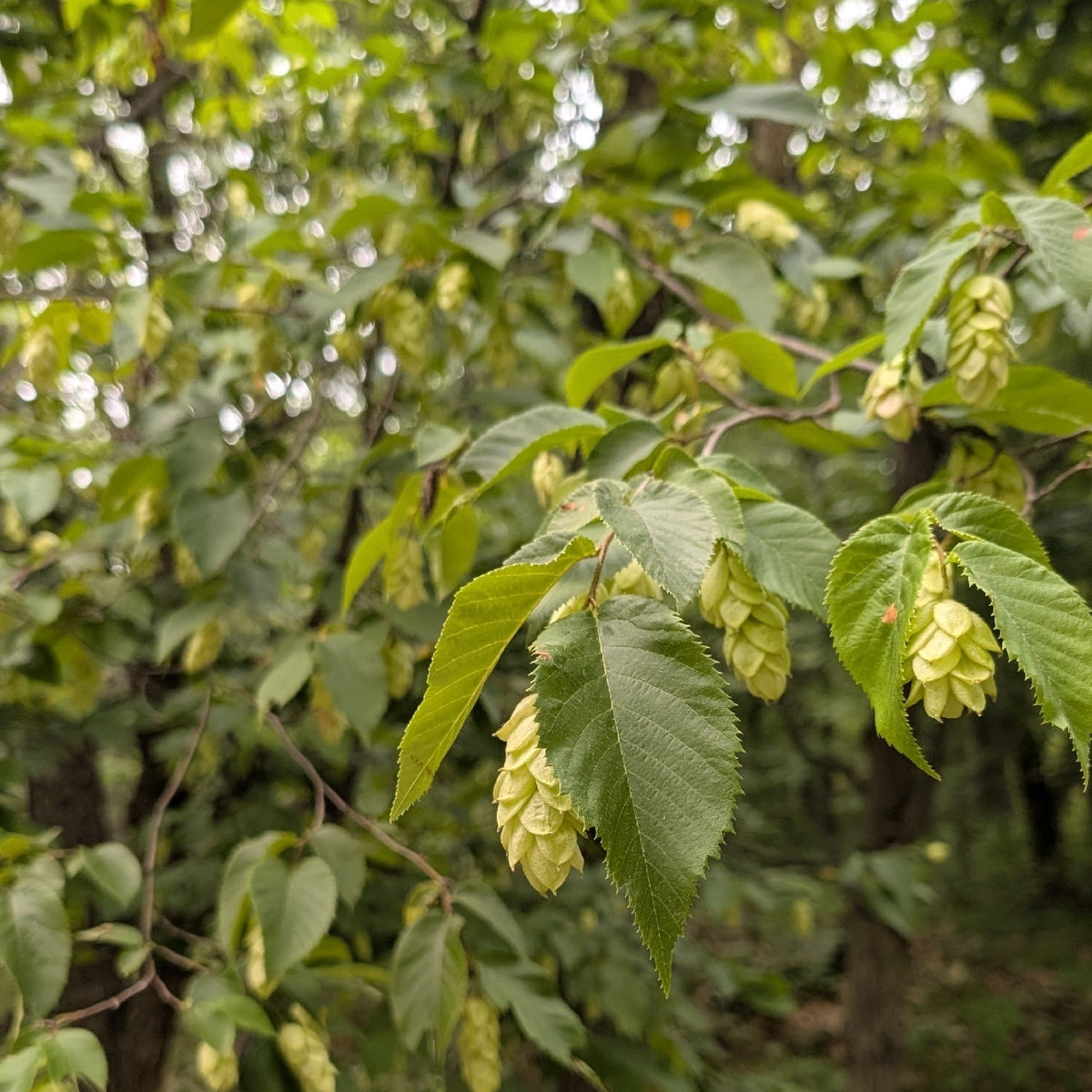 Ostrya virginiana (Hophornbeam)
