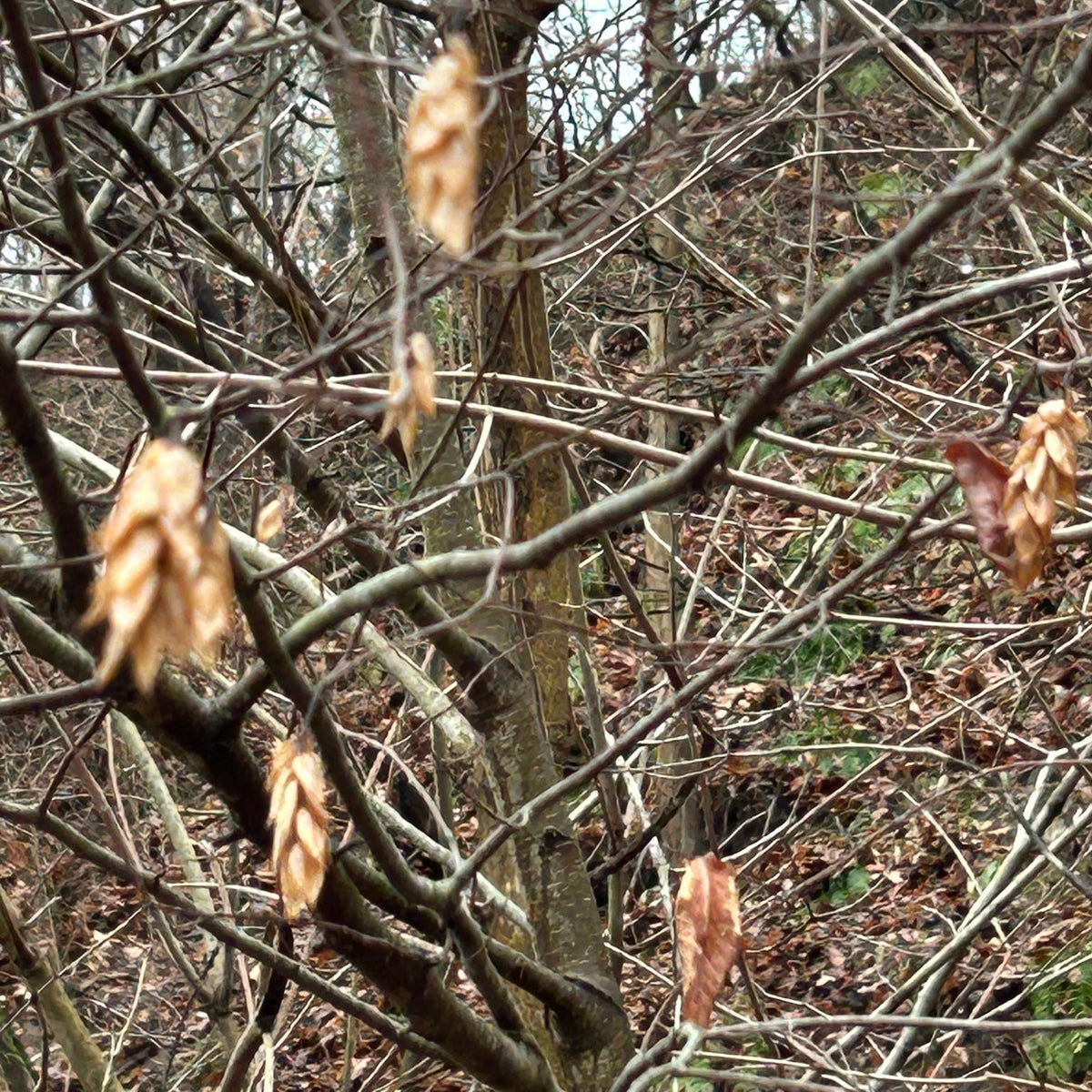 Ostrya virginiana (Hophornbeam)