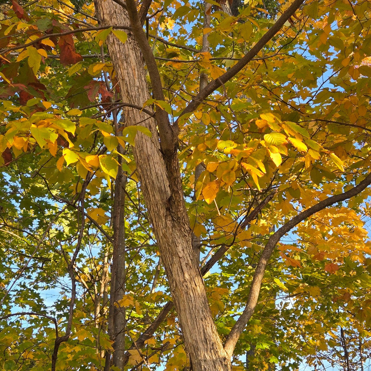 Ostrya virginiana (Hophornbeam)