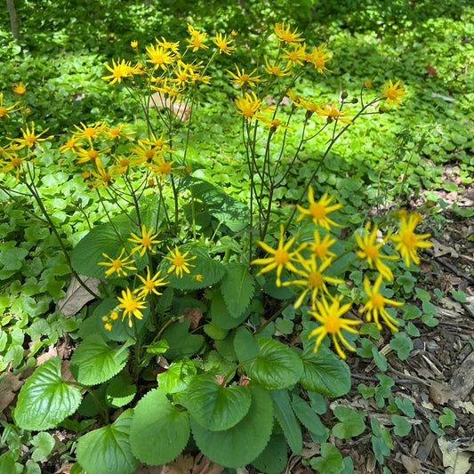 Packera aurea (Golden Ragwort)