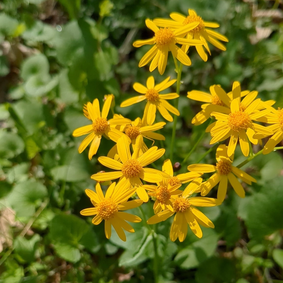 Packera aurea (Golden Ragwort)