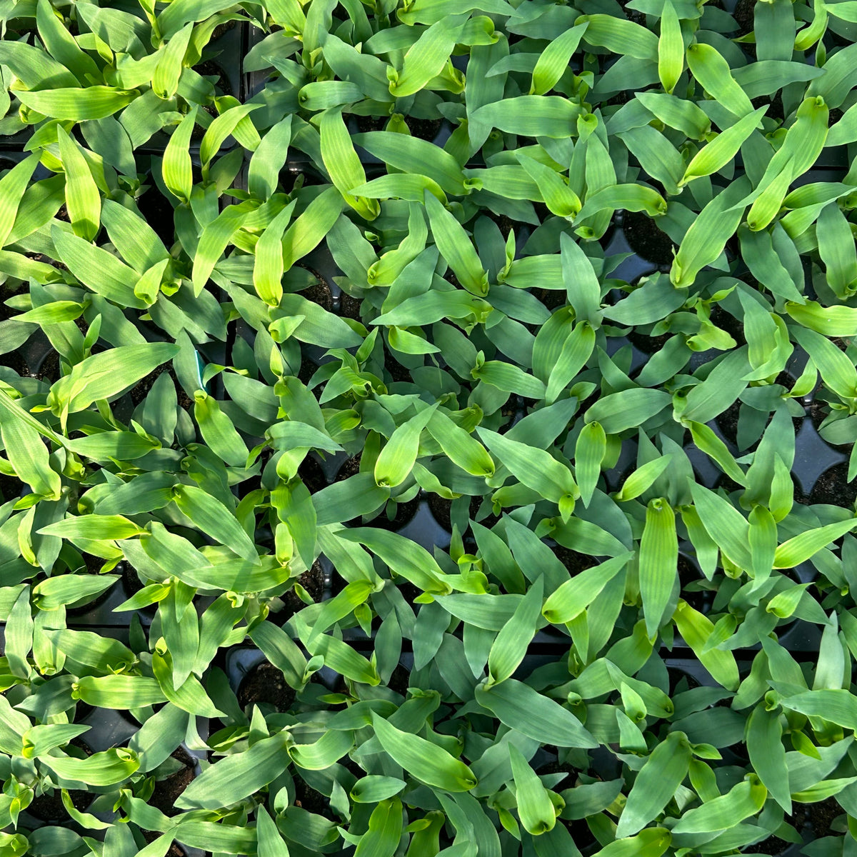 Panicum clandestinum (Deertongue)