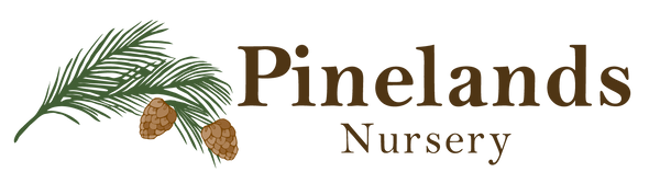 Pinelands Nursery