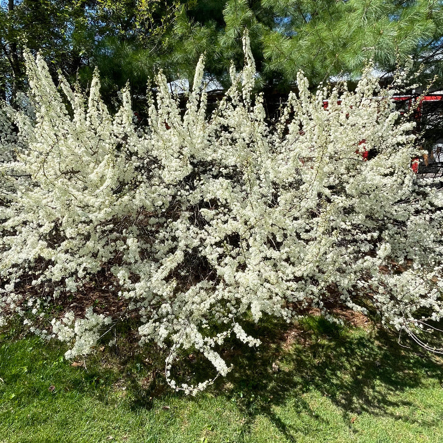 Prunus maritima (Beach Plum)