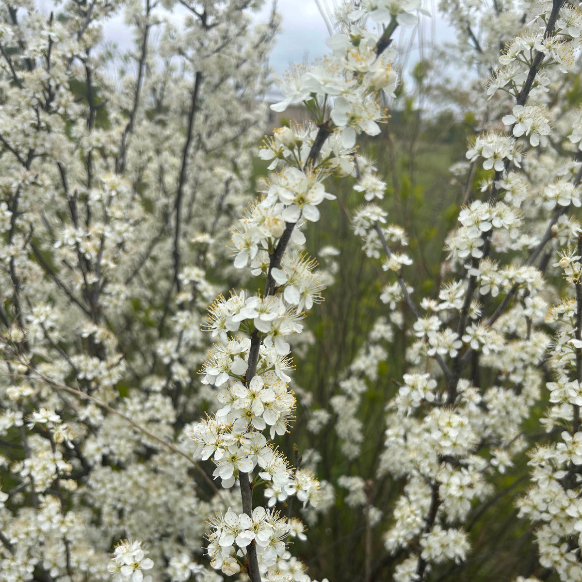 Prunus maritima (Beach Plum)