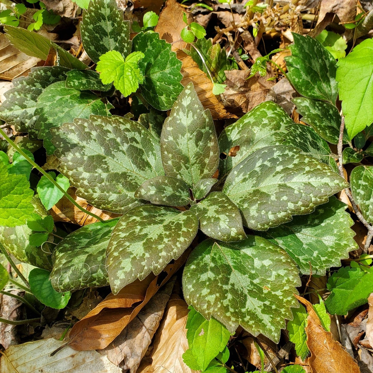 Pachysandra procumbens (Allegheny Spurge)