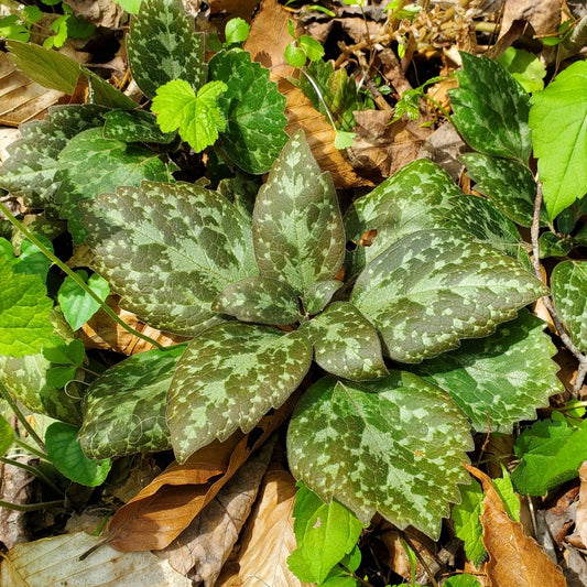 Pachysandra procumbens (Allegheny Spurge)