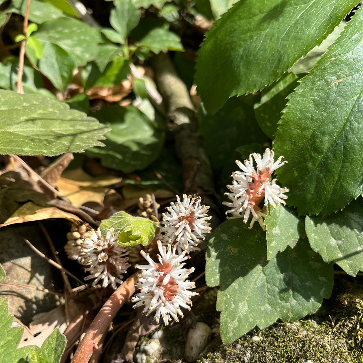 Pachysandra procumbens (Allegheny Spurge)