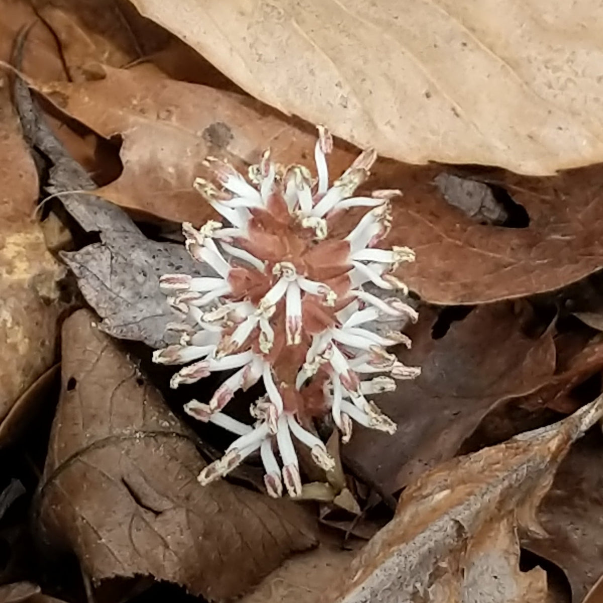 Pachysandra procumbens (Allegheny Spurge)
