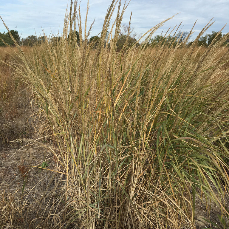 Panicum amarum (Bitter Panic Grass)