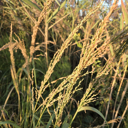 Panicum amarum (Bitter Panic Grass)