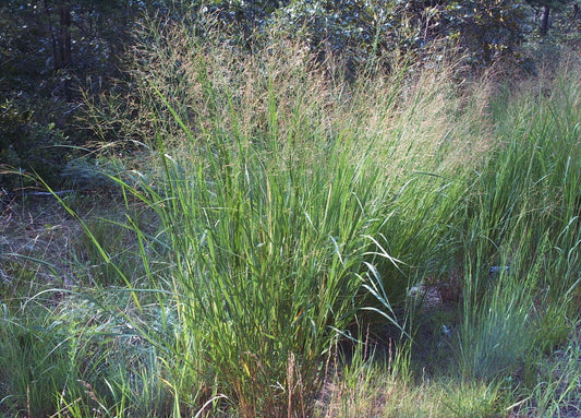 Panicum virgatum (Switchgrass)