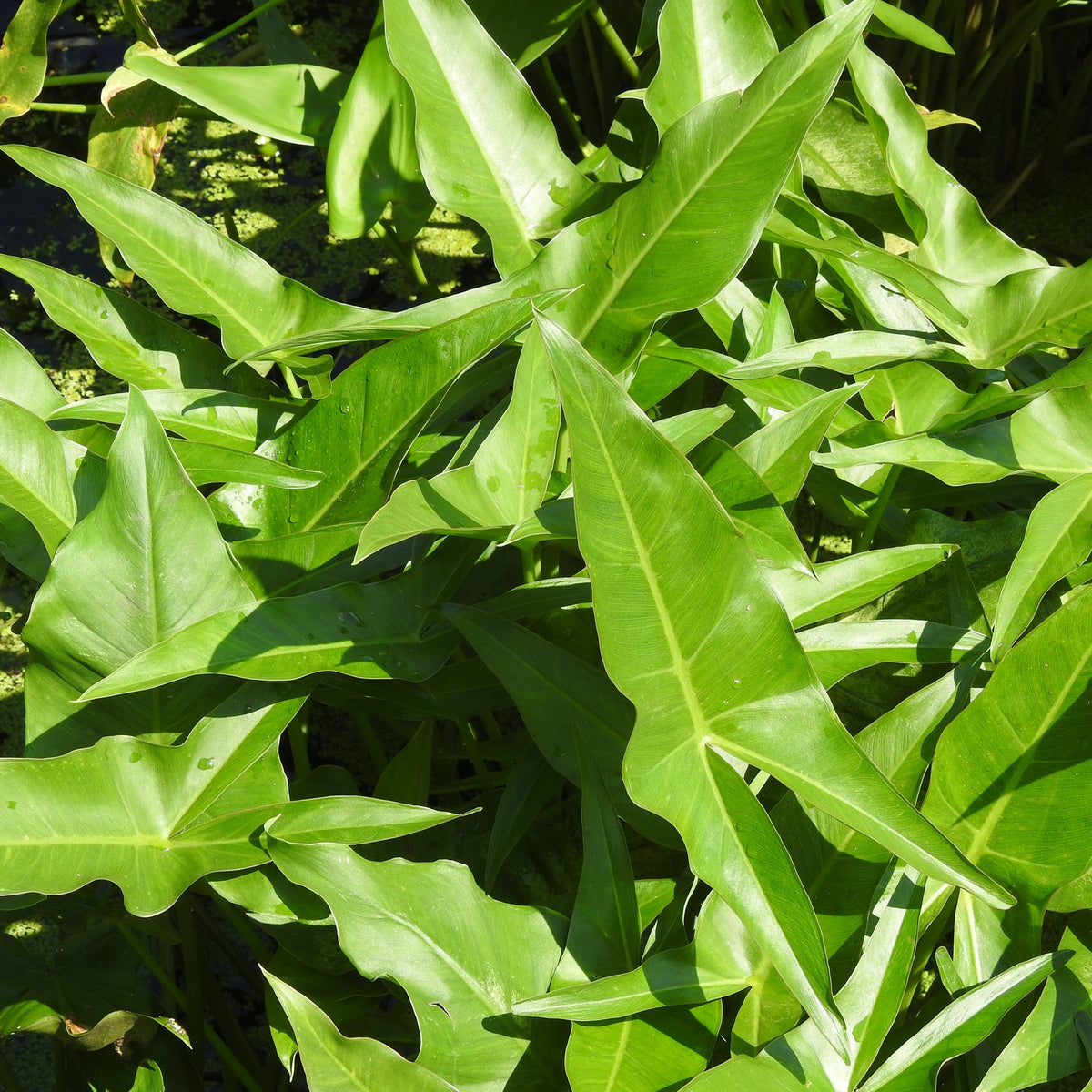 Peltandra virginica (Arrow Arum)