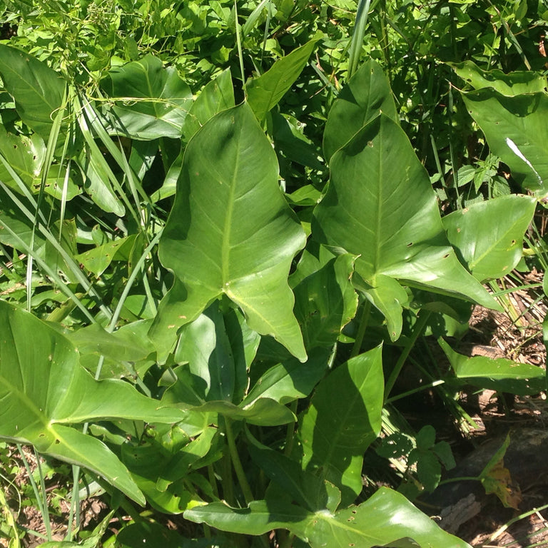 Peltandra virginica (Arrow Arum)