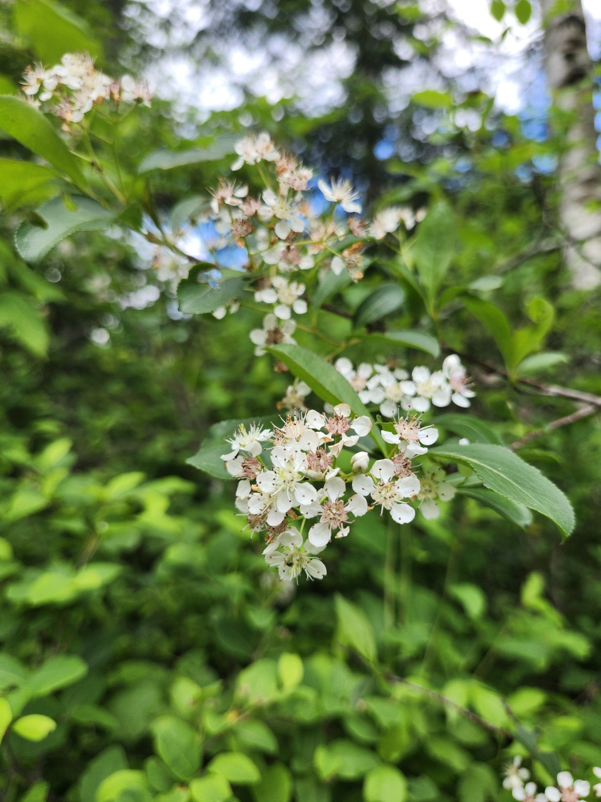 Photinia melanocarpa (Black Chokeberry)