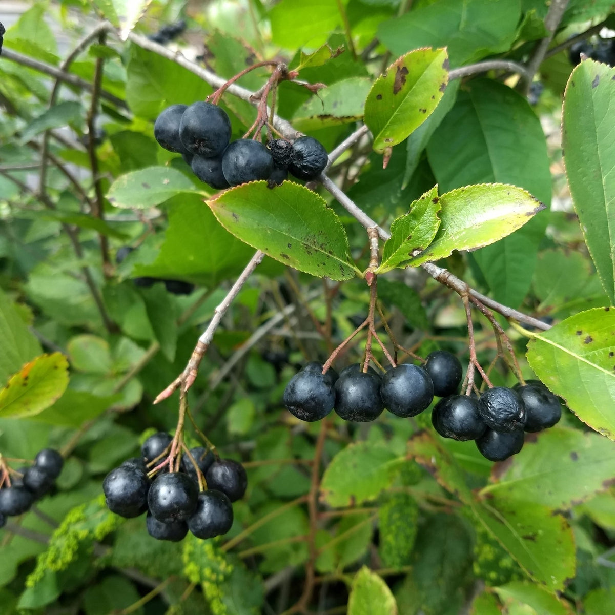 Photinia melanocarpa (Black Chokeberry)