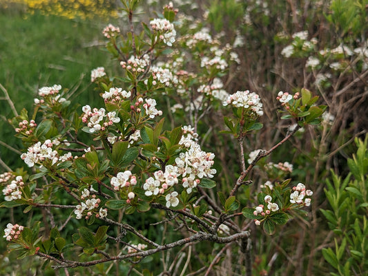 Photinia melanocarpa (Black Chokeberry)