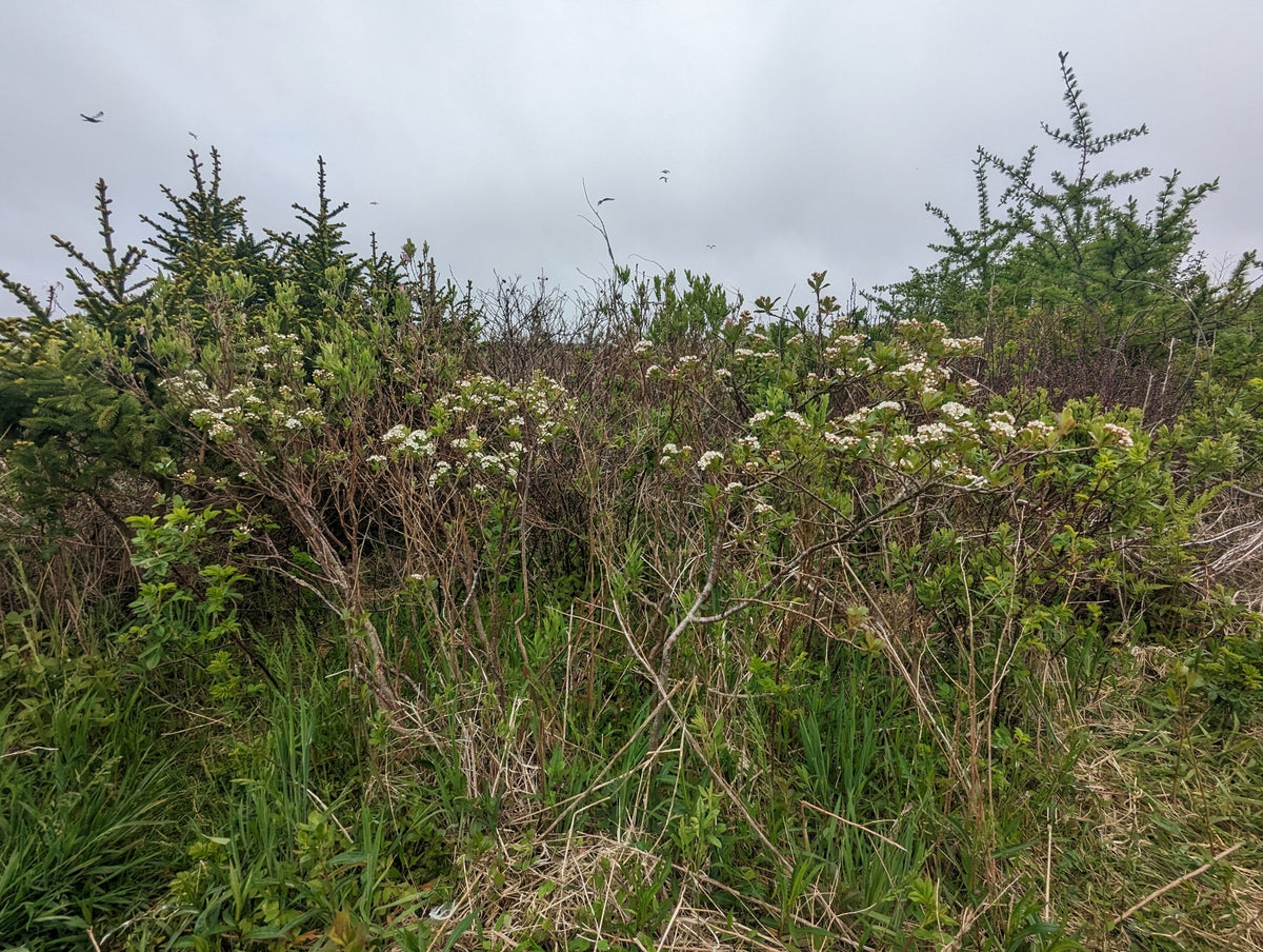 Photinia melanocarpa (Black Chokeberry)