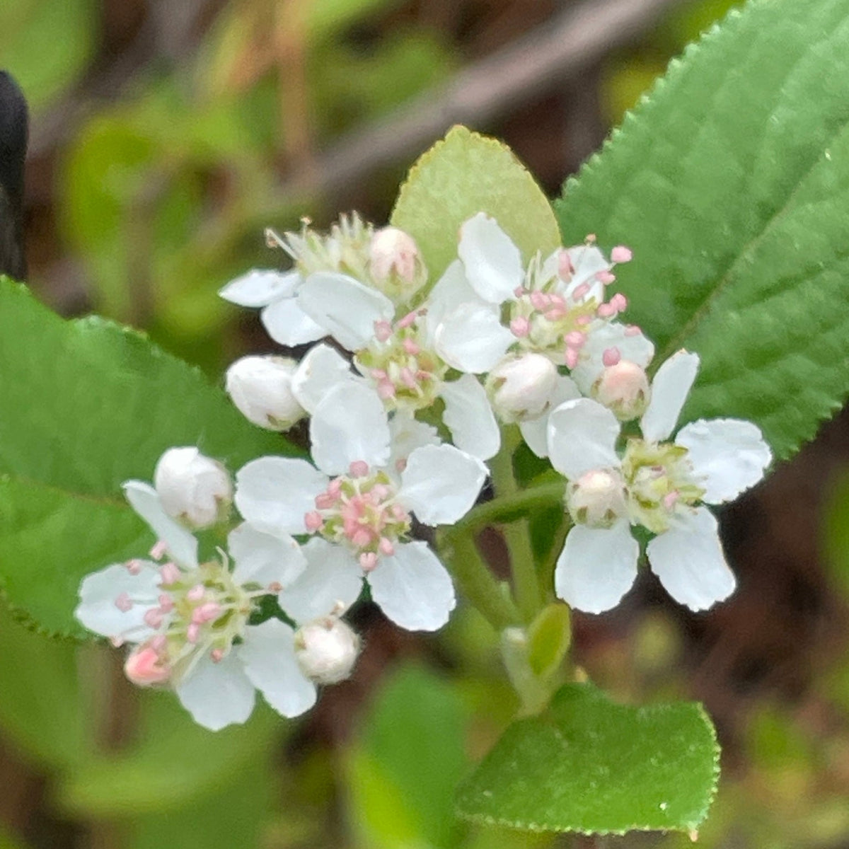 Photinia pyrifolia (Red Chokeberry)
