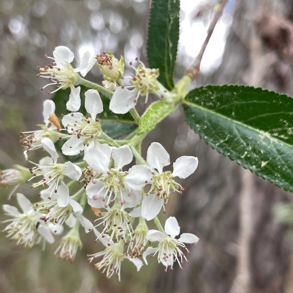 Photinia pyrifolia (Red Chokeberry)