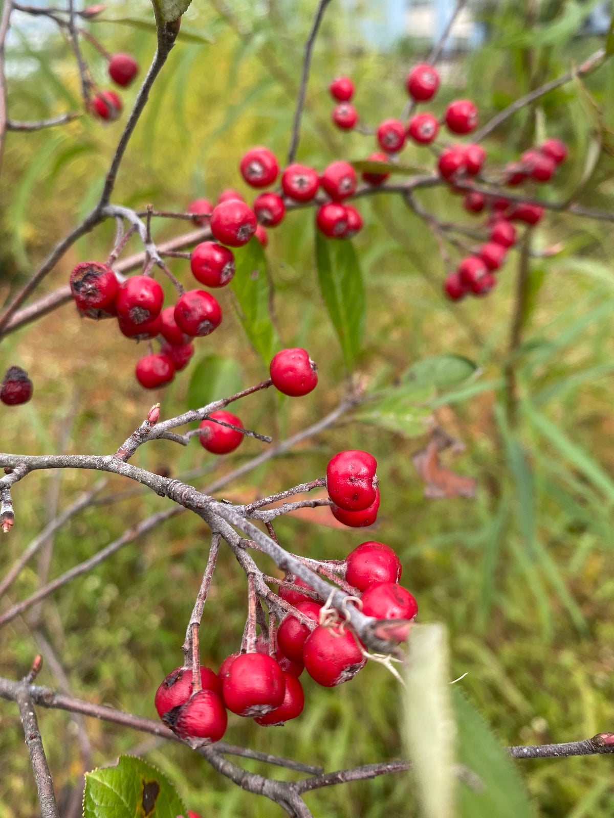 Photinia pyrifolia (Red Chokeberry)