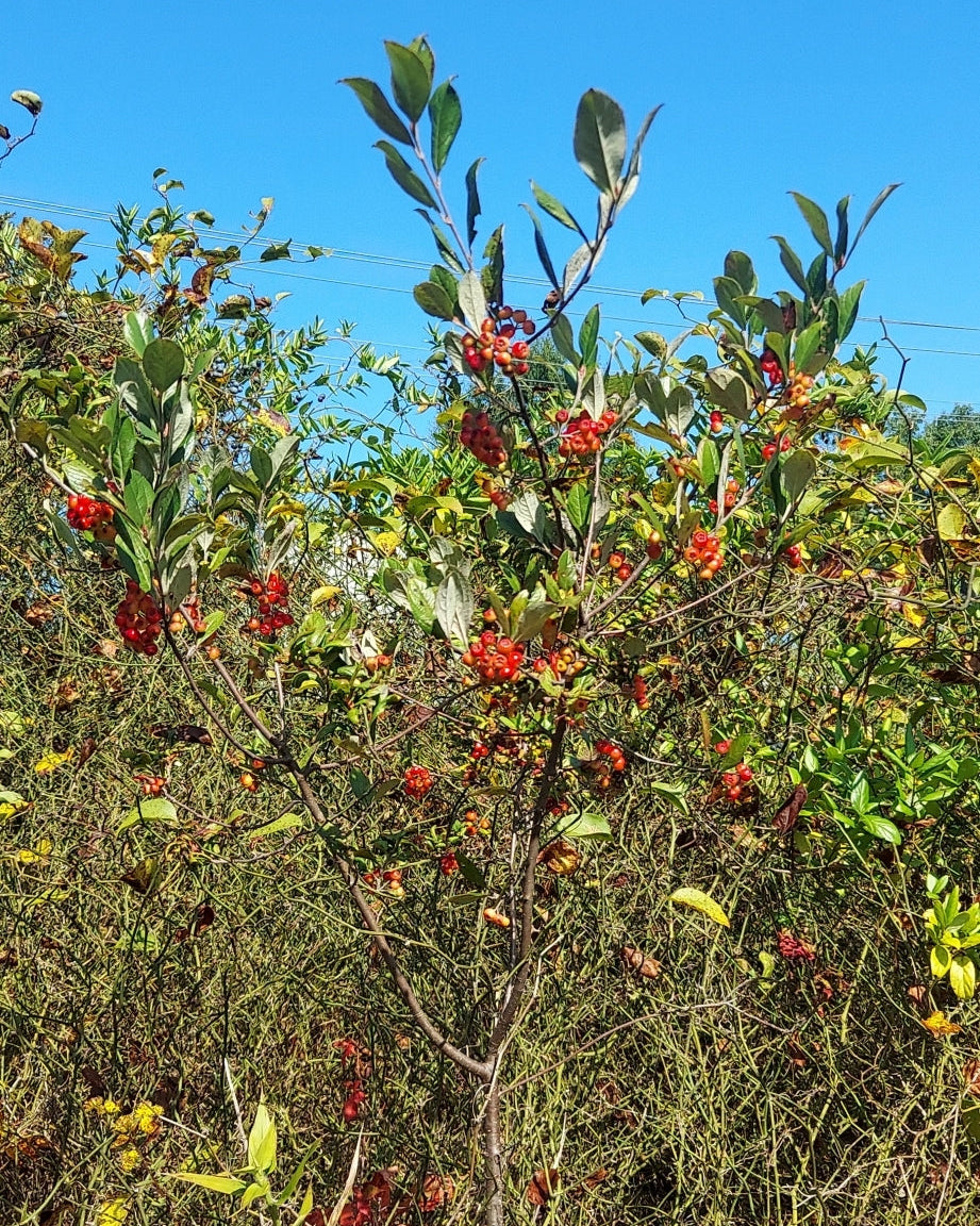 Photinia pyrifolia (Red Chokeberry)