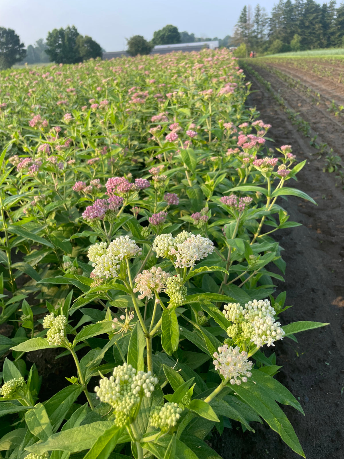 Asclepias incarnata pulchra (Eastern Swamp Milkweed)