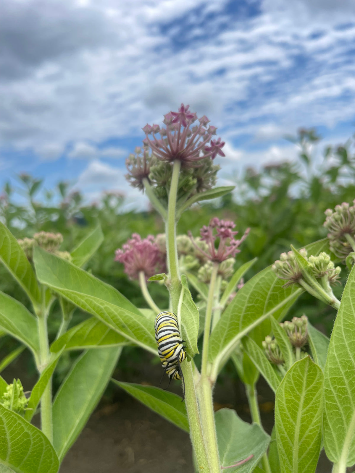 Asclepias incarnata pulchra (Eastern Swamp Milkweed)
