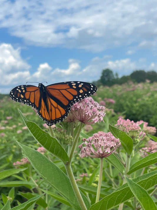Asclepias incarnata pulchra (Eastern Swamp Milkweed)