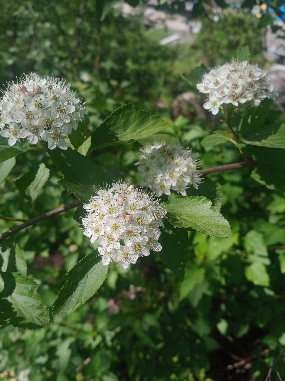 Physocarpus opulifolius (Ninebark)