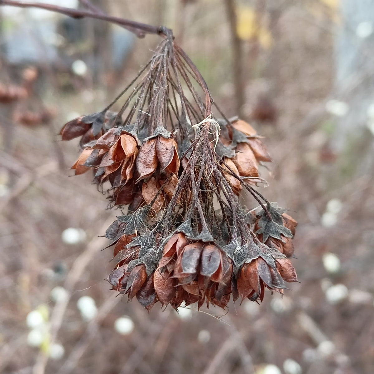 Physocarpus opulifolius (Ninebark)
