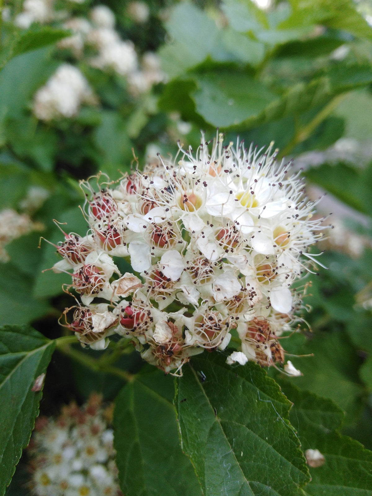 Physocarpus opulifolius (Ninebark)