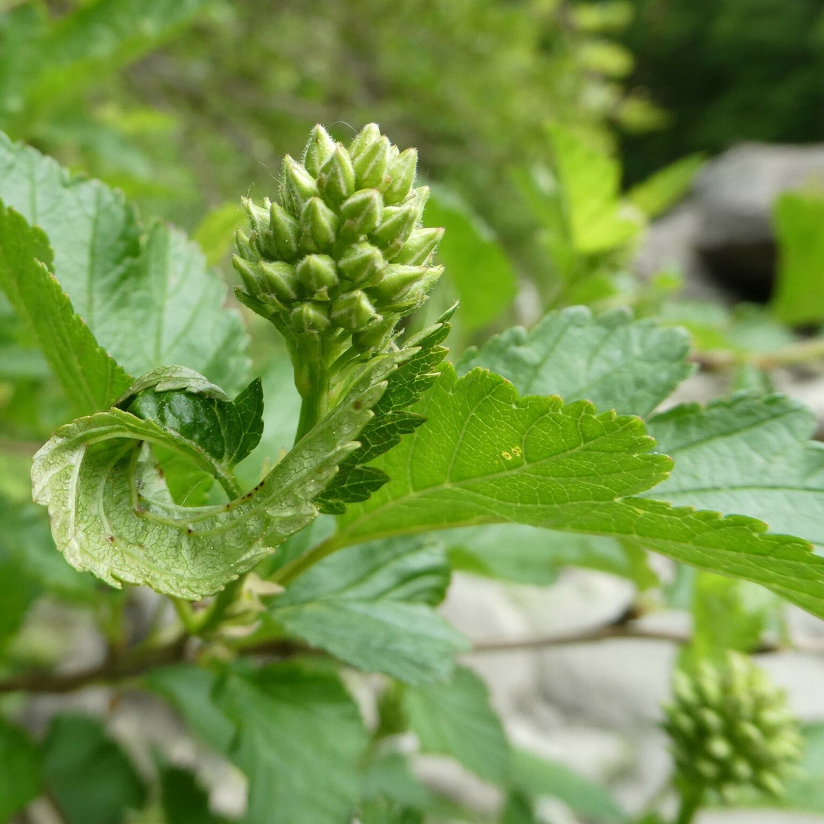 Physocarpus opulifolius (Ninebark)