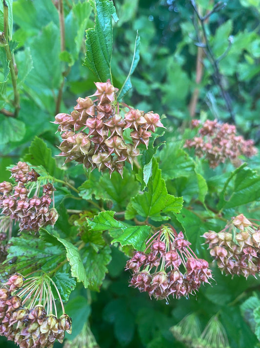 Physocarpus opulifolius (Ninebark)