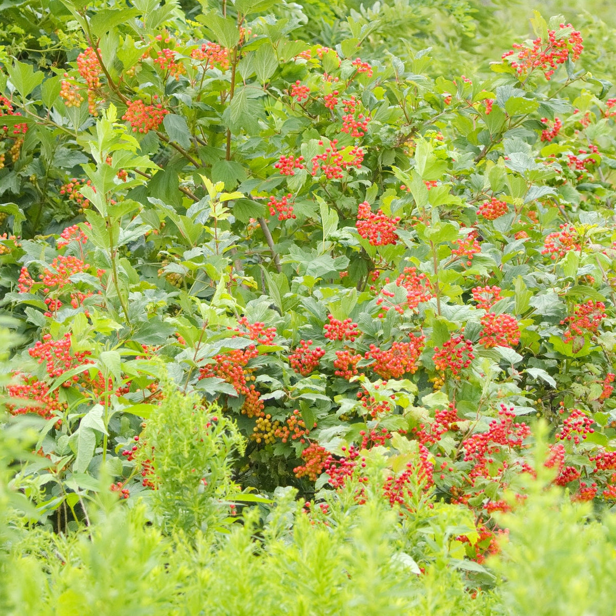 Physocarpus opulifolius (Ninebark)