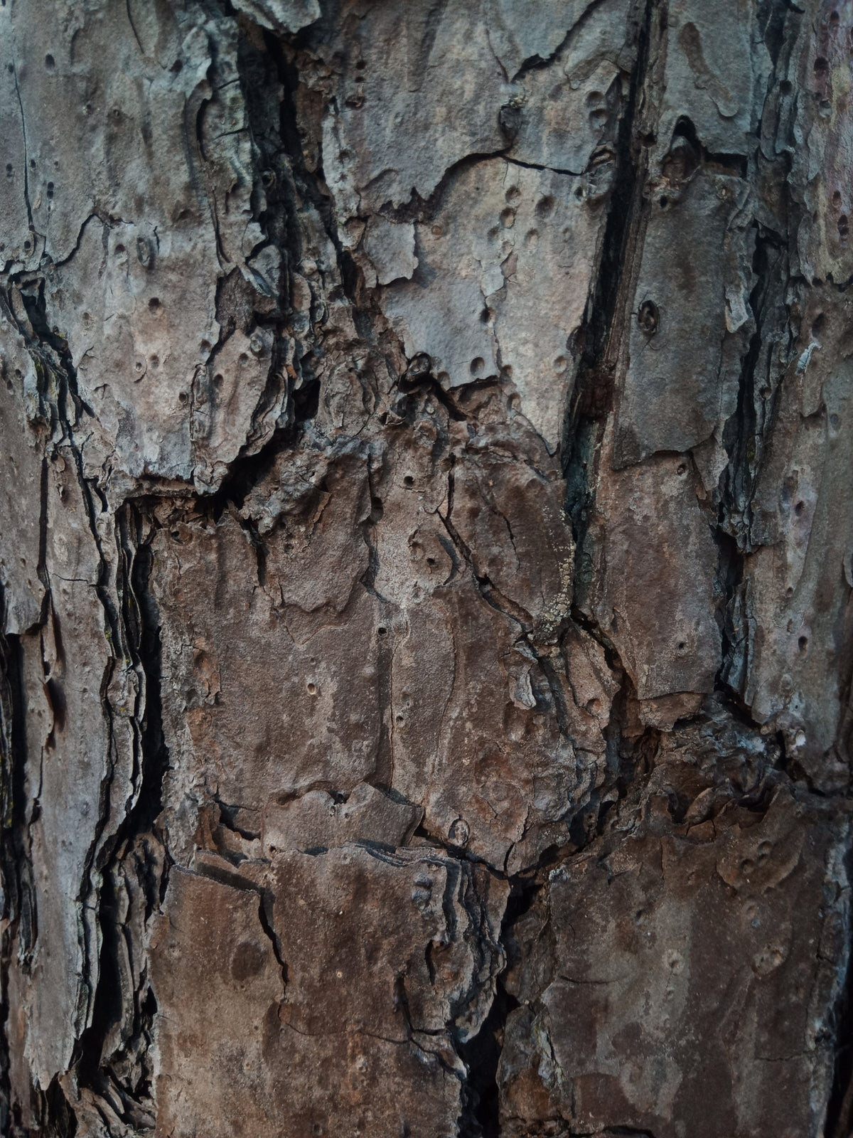 Pinus echinata (Shortleaf Pine)