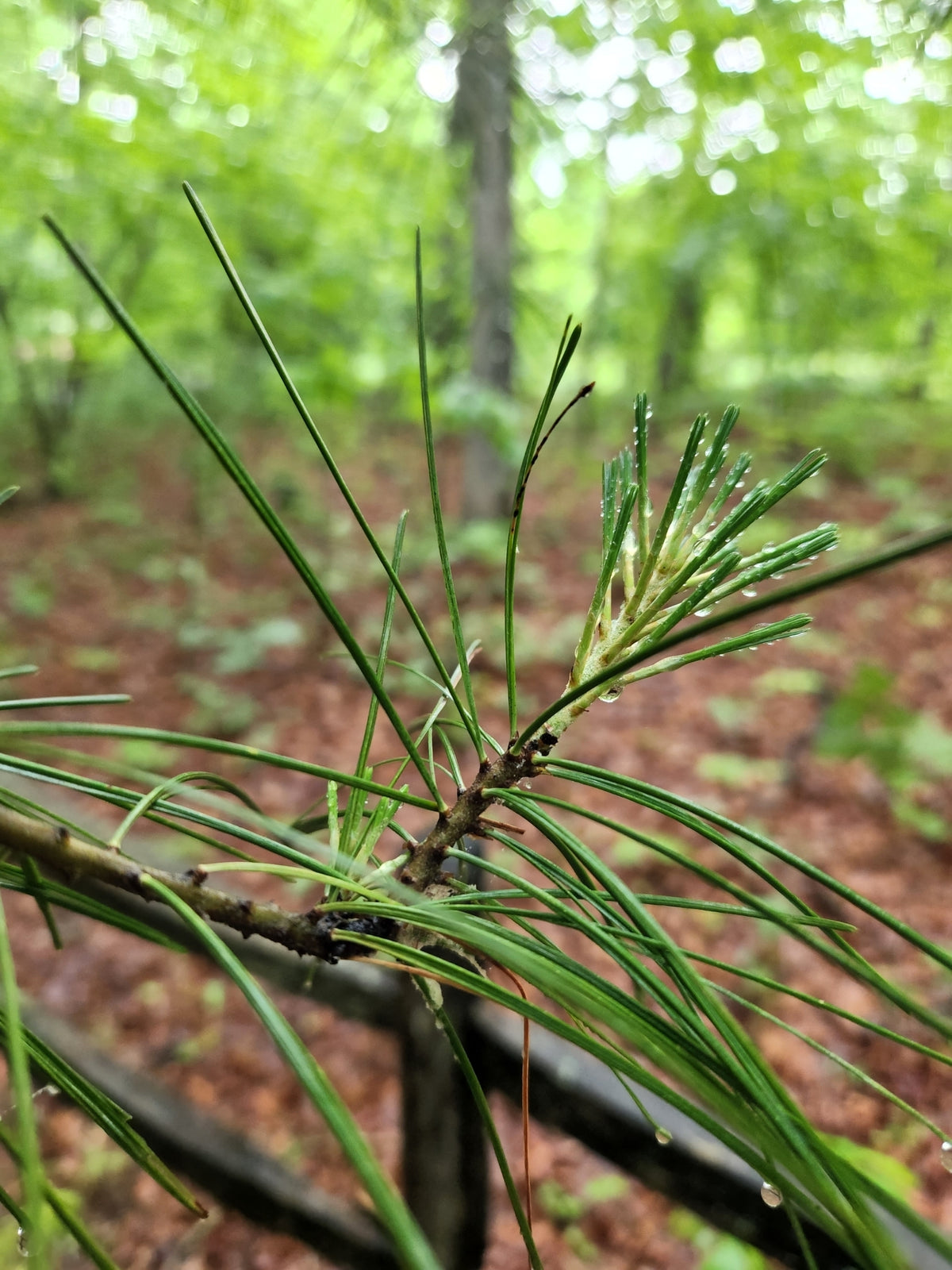 Pinus echinata (Shortleaf Pine)