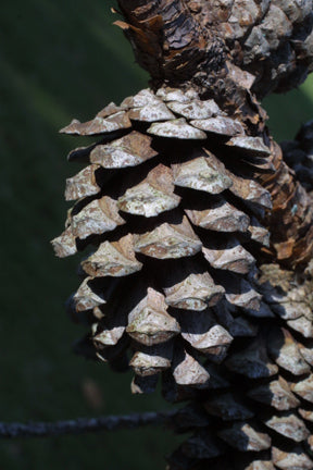 Pinus echinata (Shortleaf Pine)