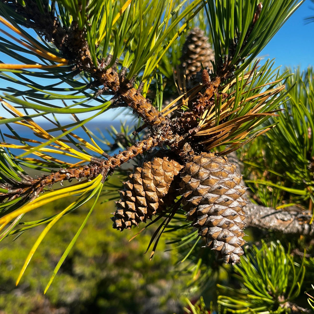 Pinus rigida (Pitch Pine)