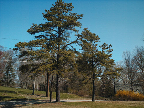 Pinus rigida (Pitch Pine)