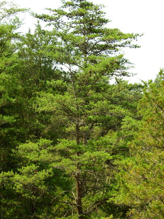 Pinus virginiana (Virginia Pine)