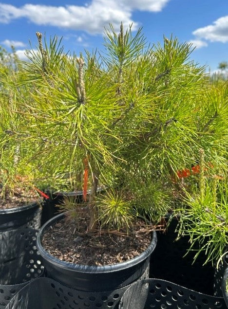 Pinus virginiana (Virginia Pine)