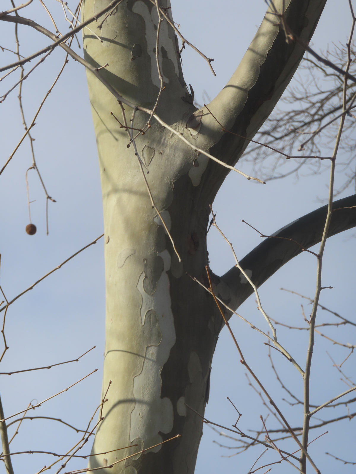 Platanus occidentalis (Sycamore)