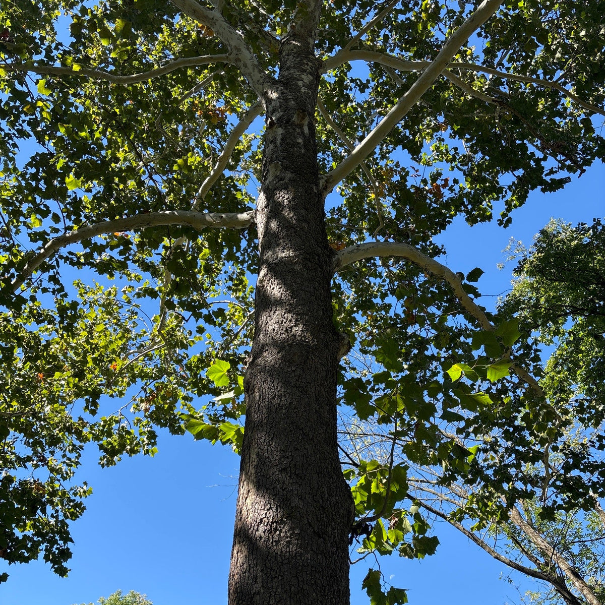 Platanus occidentalis (Sycamore)