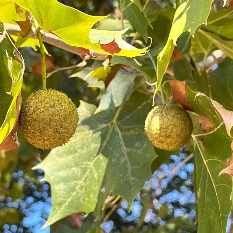 Platanus occidentalis (Sycamore)