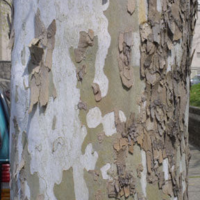 Platanus occidentalis (Sycamore)