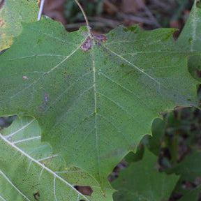 Platanus occidentalis (Sycamore)