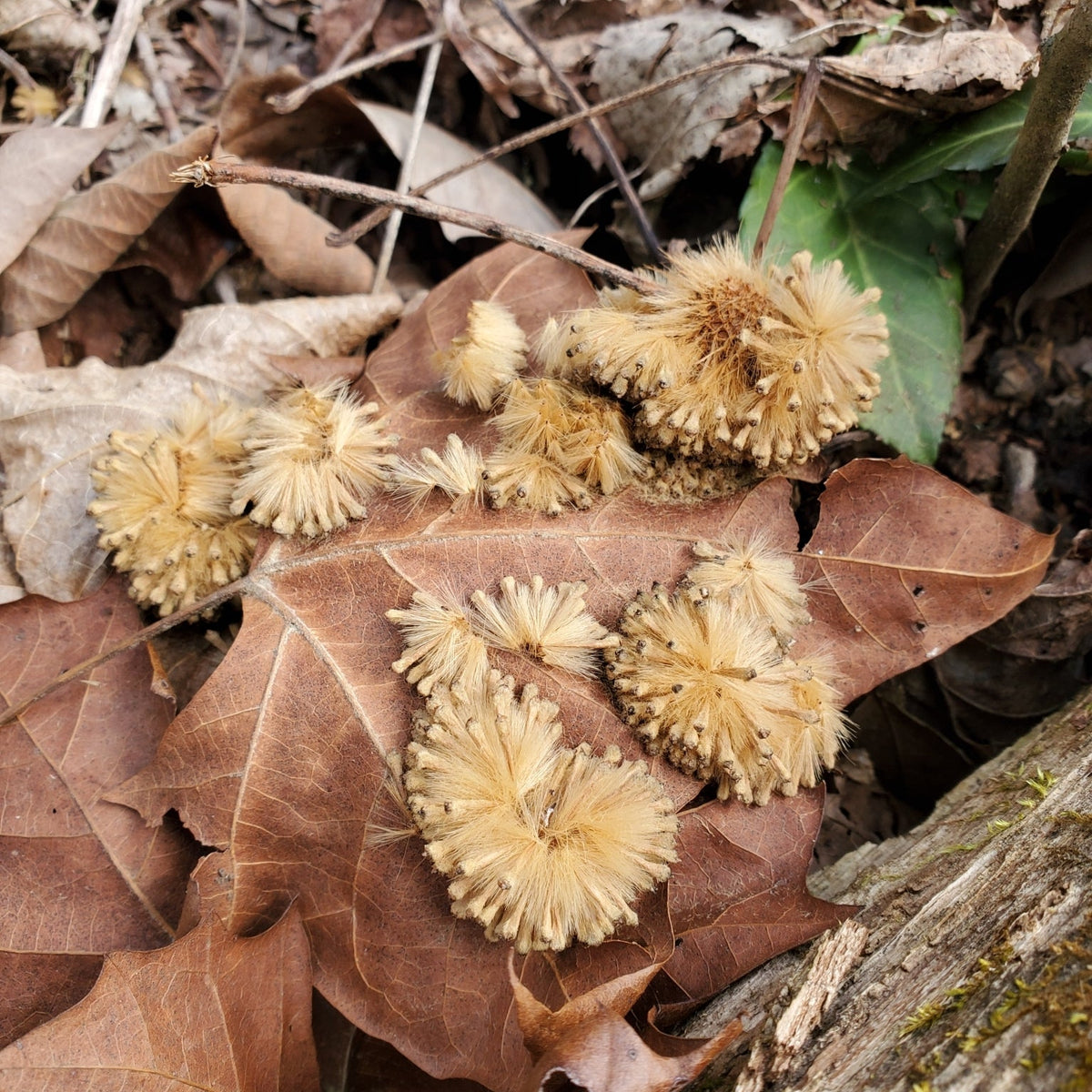 Platanus occidentalis (Sycamore)