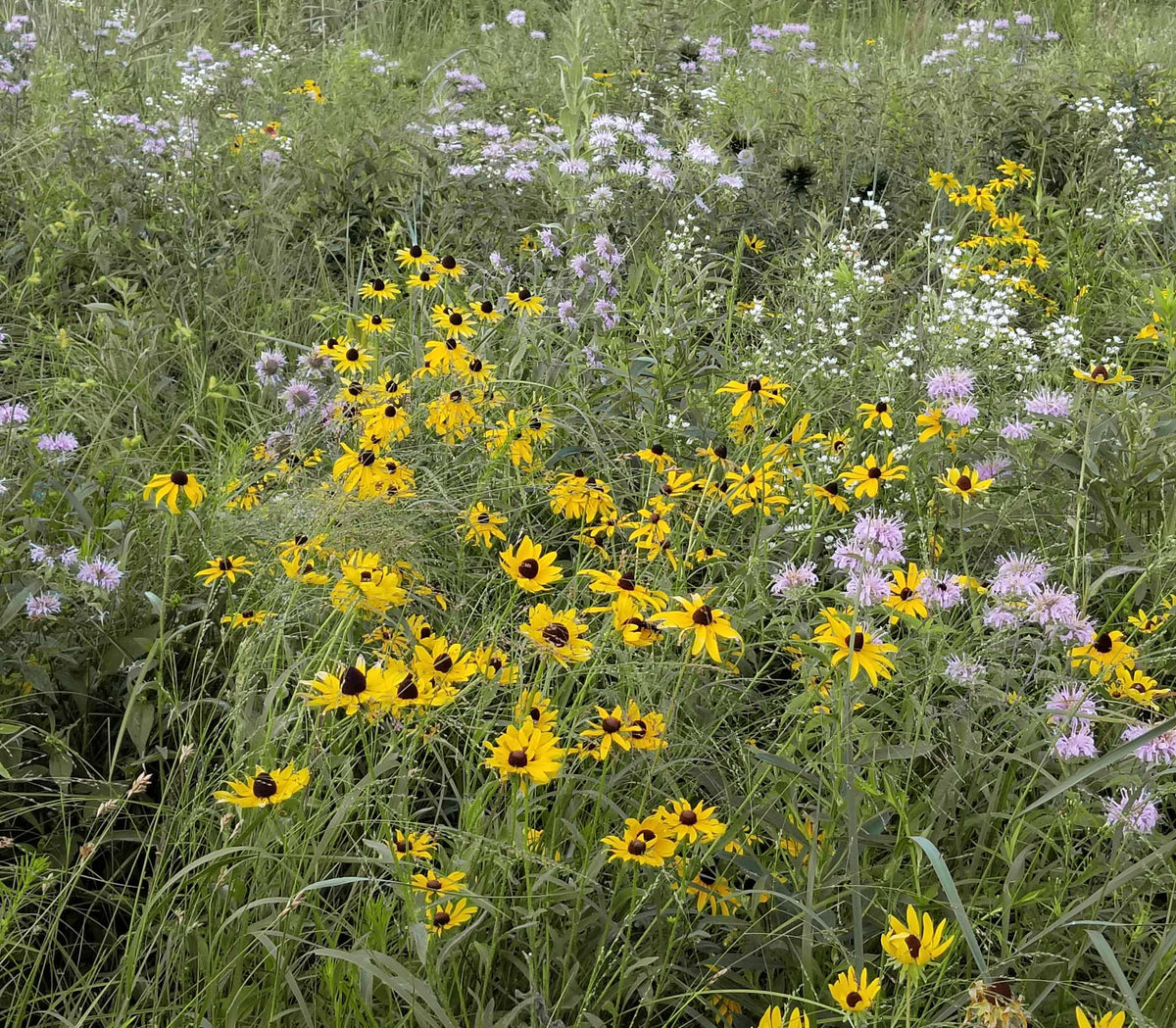 101: Pollinator Meadow Mix