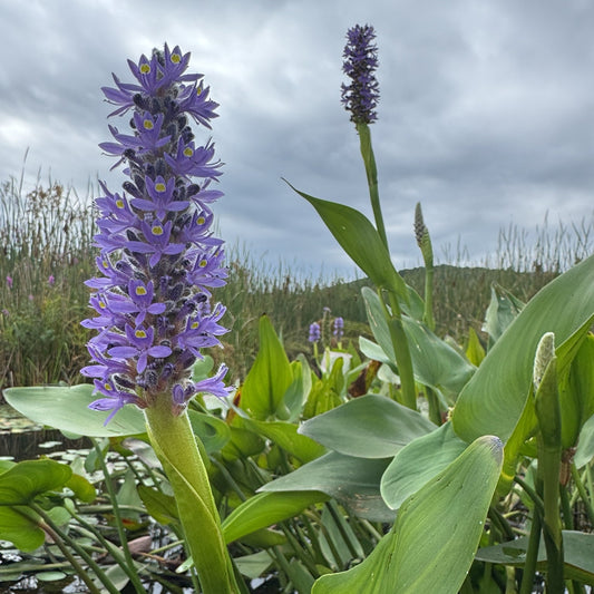 Pontederia cordata (Pickerelweed)